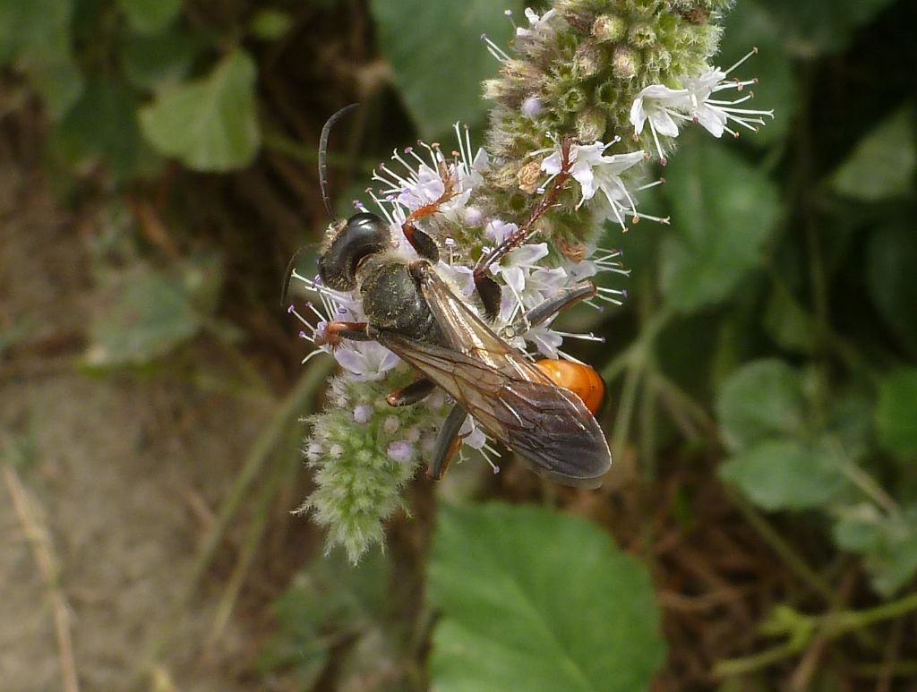 Sphex funerarius (Sphecidae), femmina